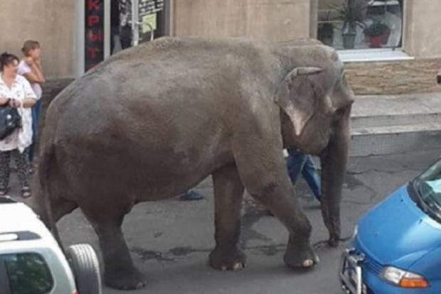 Слониху, которая разгуливала по Одессе, могут забрать у владельца