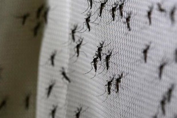 Билл Гейтс создает армию комаров секс-убийц