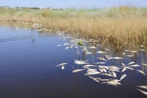 На Николаевщине зафиксирован массовый мор рыбы, погибли миллионы особей