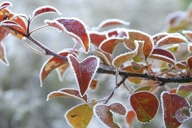 22 листопада: Матрона зимова. Народні прикмети наприкінці осені