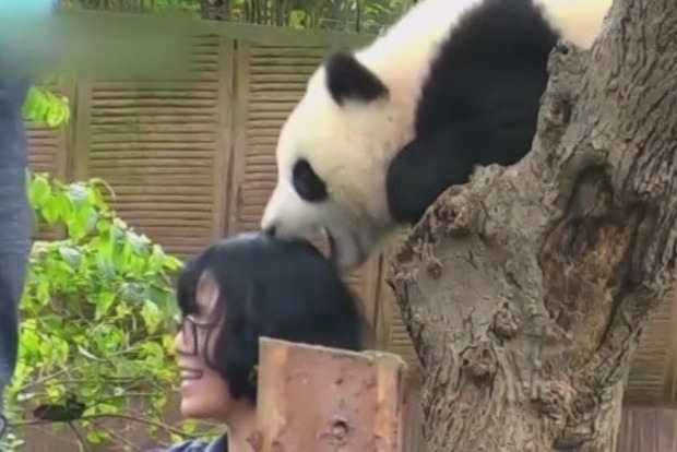 В китайском зоопарке маленькая панда укусила девушку за голову