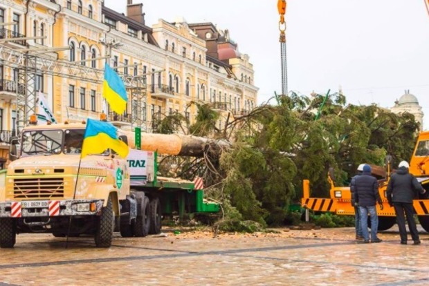 Киевлян шокировала полулысая елка
