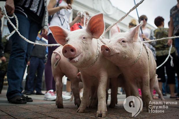 Своей уже нет: с начала года Украина завезла свинины на 6 миллионов долларов  