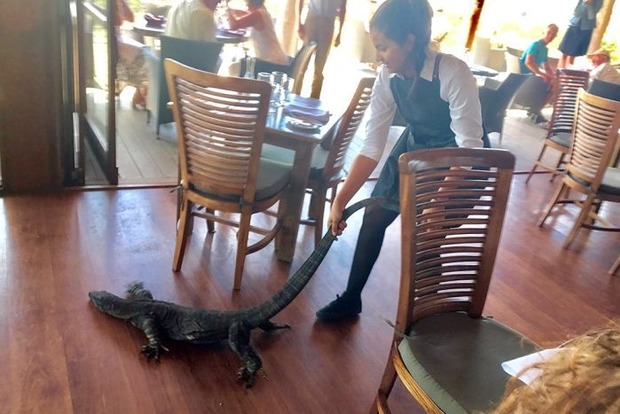В Австралии официантка вышвырнула метрового варана из ресторана за хвост