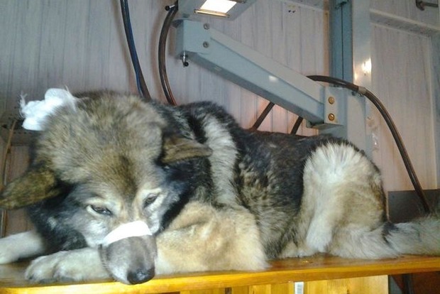 У Києві поранений собака сам прийшов за допомогою до травмпункту