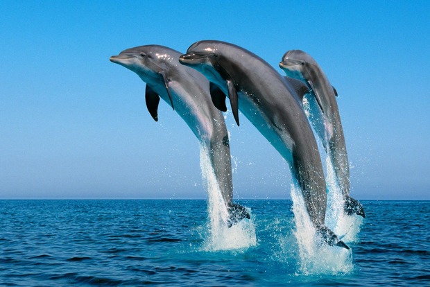 У Мексиці на берег викинулися півсотні дельфінів