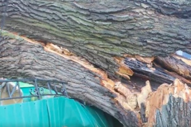 В Житомирской области 700-летний дуб упал на жилой дом