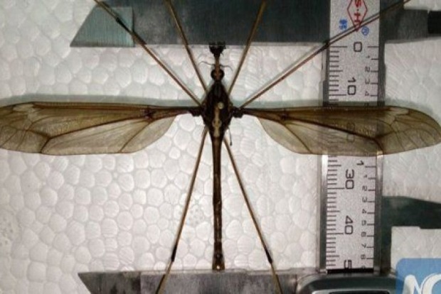 У китайській провінції виявлено 11-ти сантиметрового комара