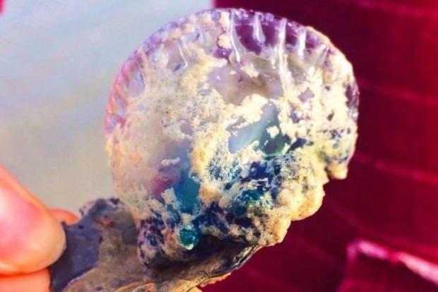 Популярні серед туристів пляжі Пхукета наповнили отруйні істоти