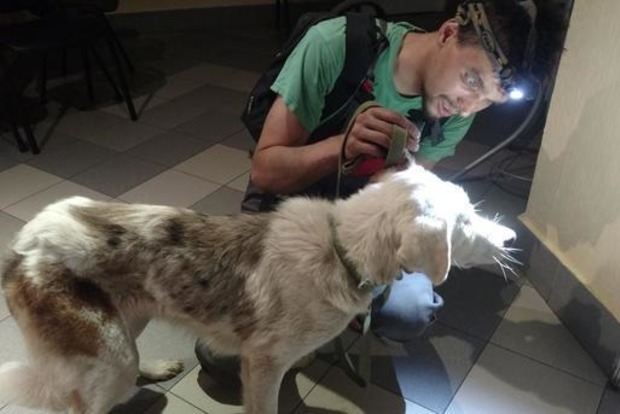 Живодер в Киеве просверлил голову собаке шуруповертом. Расследование не ведется