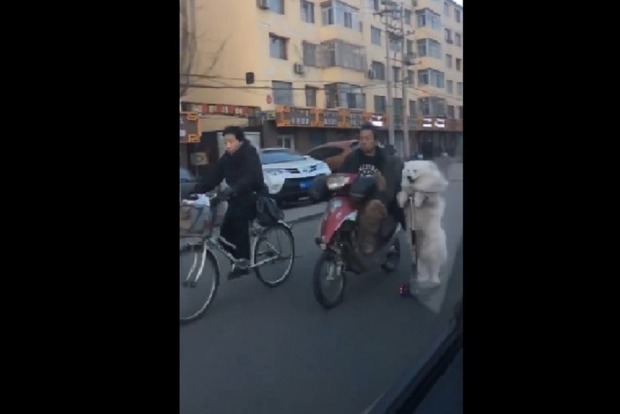 Городские собаки в Китае ездят на самокатах