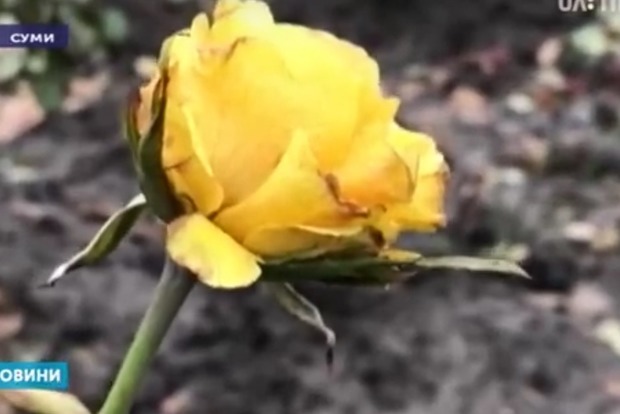 Сказка про 12 месяцев: в Украине зацвели розы