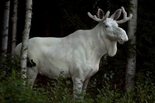 В Швеции засекли редкого белого лося