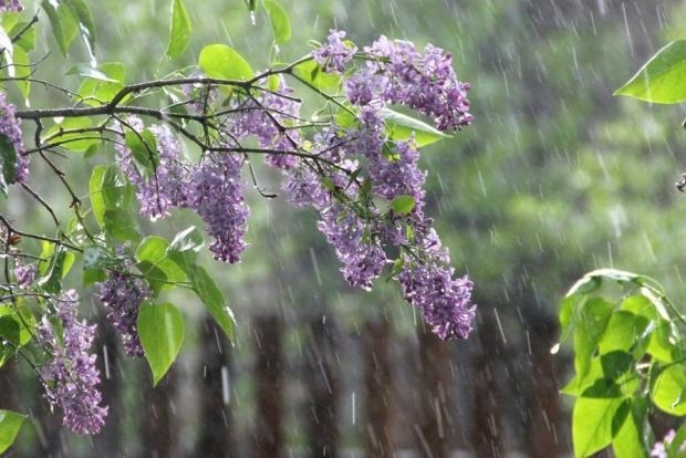 Погода на 19 травня - практично скрізь очікуються дощі