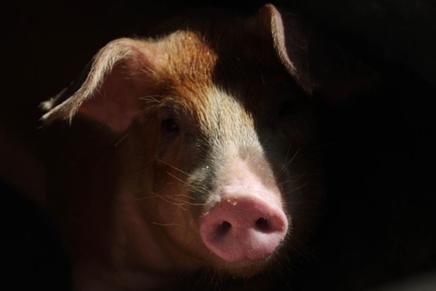  Африканская чума свиней зафиксирована в Харьковской области