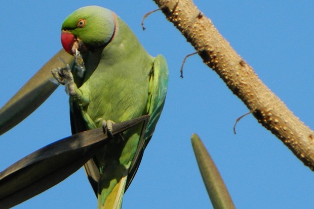 В Индии попугаи-наркоманы уничтожают 10% урожая опийного мака