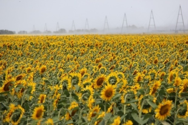 Украинские аграрии потеряют 10 миллиардов гривен 
