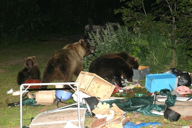 Голодные медведи «атакуют» город в Румынии