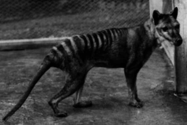 В Австралії на відео потрапив вимерлий тасманійський тигр