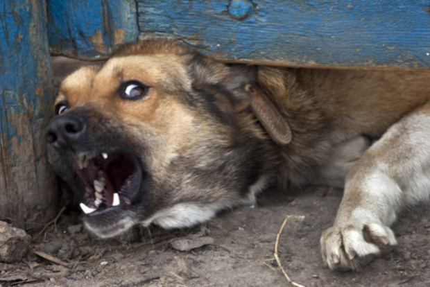 Покусав скажений собака: в Миколаєві зростає кількість постраждалих
