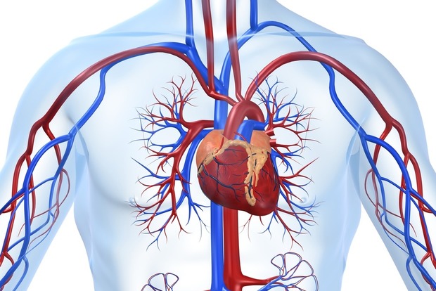 Знайдений зв'язок між групою крові і серцево-судинними захворюваннями