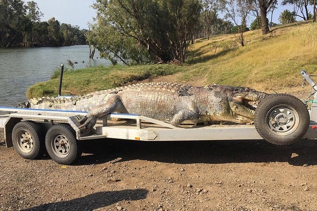 Отец всех монстров. В Австралии убит один из самых крупных крокодилов в мире