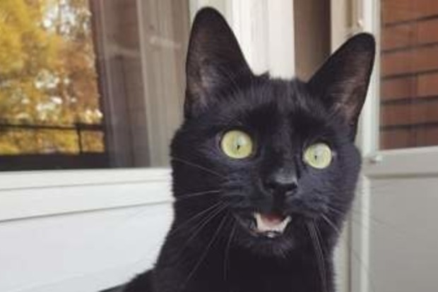 Сеть в восторге от реакции кота на вид с балкона