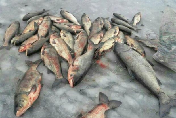 В Киеве задержаны браконьеры с партией рыбы