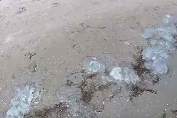 Узбережжя Азовського моря вкрите тоннами величезних отруйних медуз