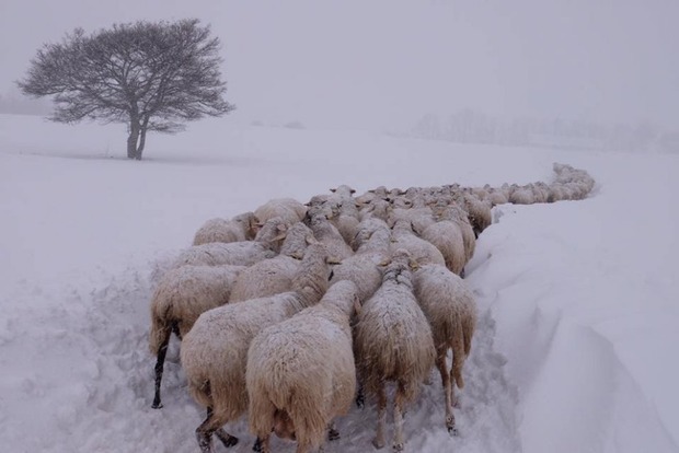 После землетрясения Италия тонет в снегу. Фермеры вырезают замерзающий скот