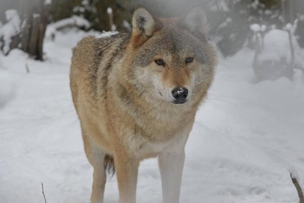 На жителей села в Черниговской области напала волчица