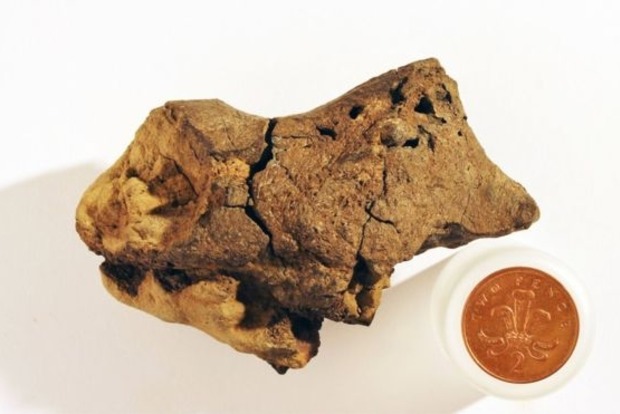 Исследователи впервые обнаружили окаменелый мозг динозавра