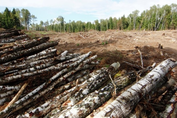 Уряд почав активніше боротися з незаконною вирубкою лісу