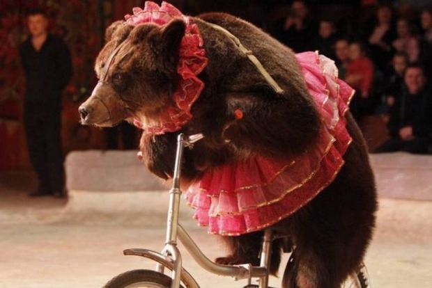 В Латвии запретили использовать животных в цирке