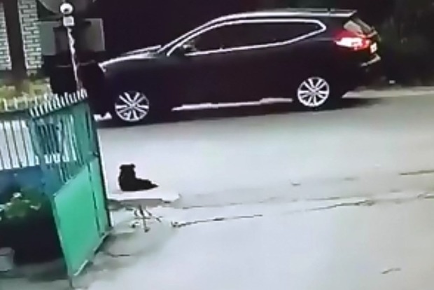 Чекає жорстока помста: у Житомирі відкрито полювання на водія Nissan, який убив бездомного собаку (18+)
