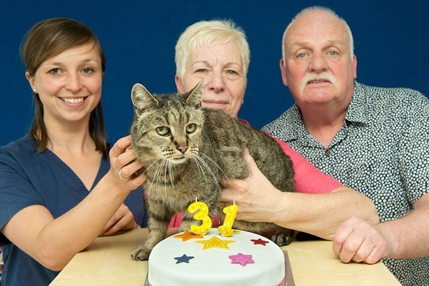 Самому старому коту в мире исполнился 31 год