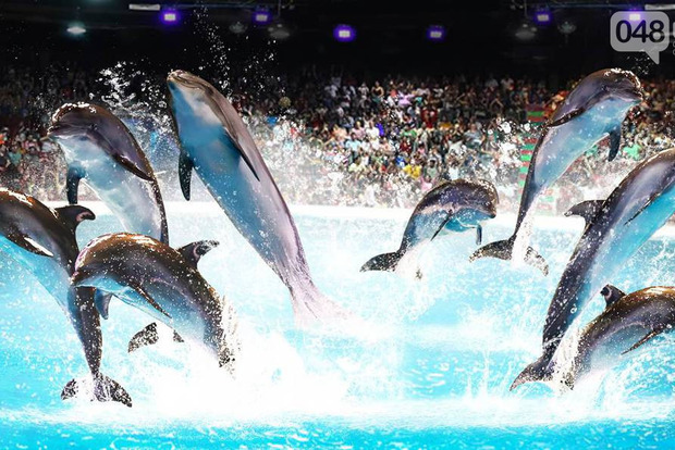 Життя гірше смерті: в Одеському дельфінарії дельфіниха навмисно втопила своє дитинча