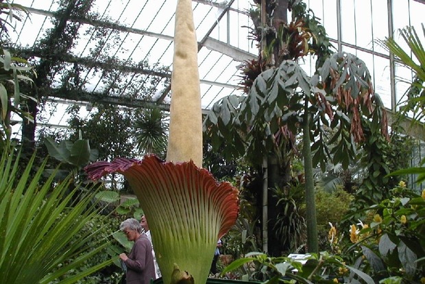 В Бельгии распустился самый большой в мире цветок