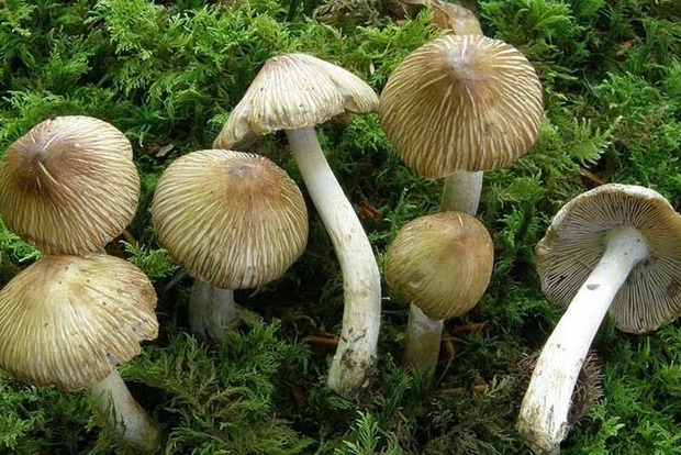 Шесть человек отравились грибами во Львовской области