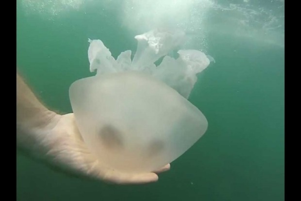 Азовское море наводнили крупные медузы