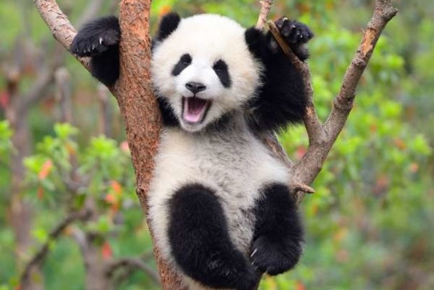 Танцююча панда зачарувала Мережа