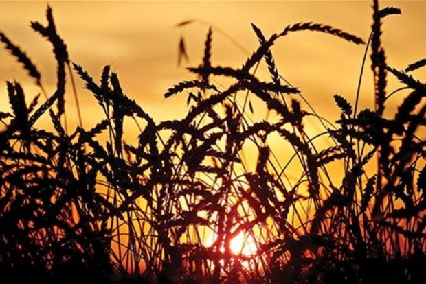 Стало відомо, чому Туреччина ввела мита на російський соняшник, пшеницю і кукурудзу
