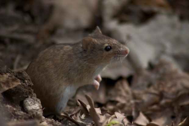В сети появилось шокирующее видео нашествия мышей в Австралии