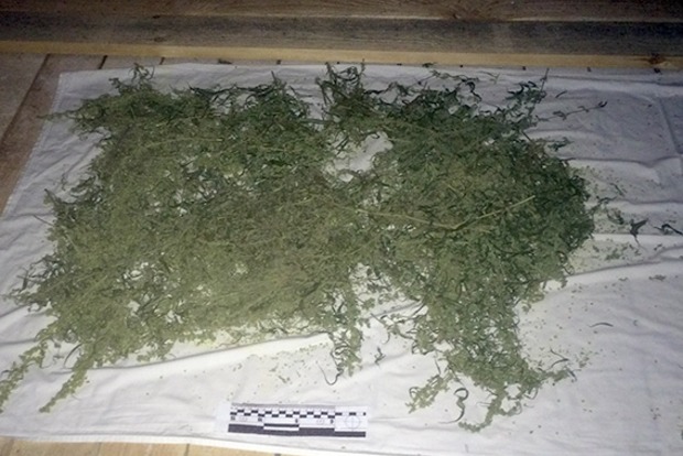 В Хмельницкой области полиция обнаружила хранилище марихуаны