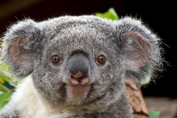 Две коалы устроили драку посреди шоссе в Австралии