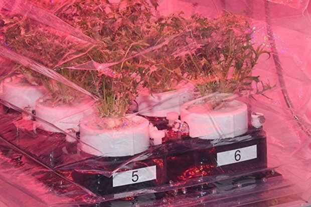NASA будет выращивать космическую капусту на МКС