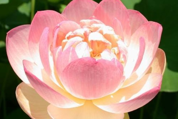 Привлечение любви: медитация «Цветок лотоса»