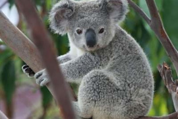 Сеть умилила трогательная коала-рыбак. Видео