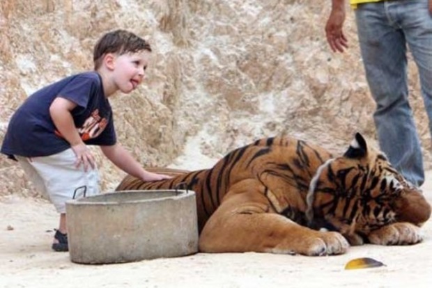 ﻿У Таїланді захисники тварин почали вивозити тигрів зі знаменитого монастиря