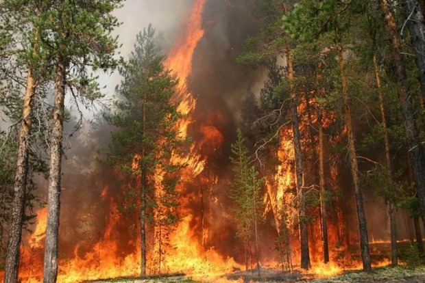 В чернобыльской зоне горят леса, огнем охвачено 25 га